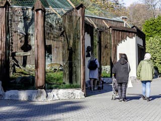 Veľký úspech bratislavskej zoo: Narodilo sa vzácne mláďa ohrozeného takina zlatého