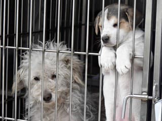 Dobrovoľníci v Hriňovej zachránili za šesť rokov už vyše 300 opustených zvierat