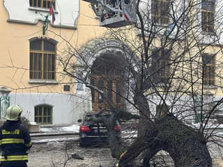 V centre Bratislavy spadol strom na autá, hasiči rýchlo zasahovali a cestu sprejazdnili