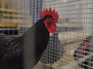 V Klenove potvrdili vtáčiu chrípku H5N1 u chovaných vtákov – platia prísne opatrenia