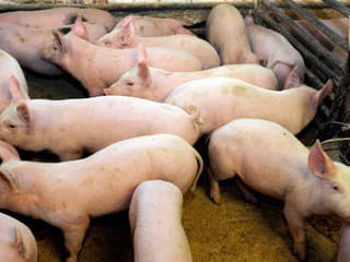 KONIEC veľkého chovu ošípaných na Slovensku: Družstvo doplatilo na straty aj sucho