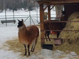 Zima v lučeneckej minizoo: Zvieratá bojujú s mrazom, ošetrovateľov čaká náročné obdobie