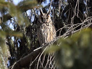 Na Dolnom Zemplíne napočítali rekordných 807 myšiarok ušatých: Ochrancovia prírody bijú na poplach