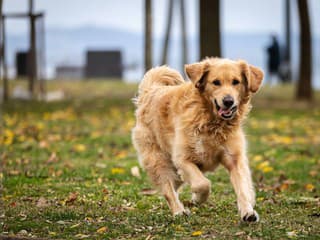 Pozor na kliešte: Ako ochrániť psa pred nebezpečnými chorobami – rady veterinárov a najúčinnejšie prípravky