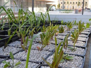 Trenčín má v centre tri nové vodné plochy – pozrite, aké rastliny ich ozdobia