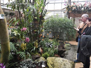 V Košiciach otvorili výstavu s viac ako 800 orchideami – pozrite si unikátne kvety a nové skleníky