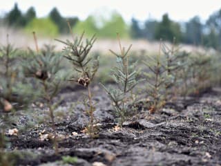 V Košiciach vysadili desiatky smrekov bez povolenia, mesto žiada ich odstránenie – hrozia problémy