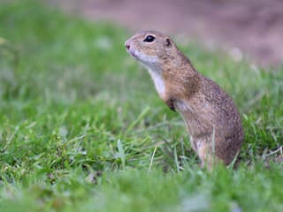 Tisícky sysľov na Muránskej planine už po zime ožili: Ochranári hlásia rekordnú populáciu