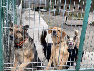 Krematórium pre zvieratá v Blahovej dostalo zelenú bez EIA: Úrady rozhodli, aké opatrenia musí dodržať