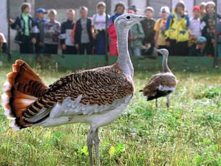 Unikátne prírodné divadlo: Tok dropov v Sysľovských poliach vrcholí, samice si vyberajú hniezda