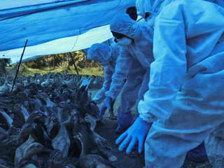 Vtáčia chrípka v okrese Skalica: Prísne opatrenia pre chovateľov hydiny aj zákaz trhov