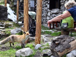 POZOR! Prikrmovanie divej zveri môže prilákať medveďa