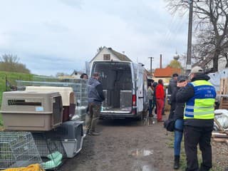 Zásah v Záhorskej Vsi: Úrady odobrali 56 psov, majiteľka nespolupracovala! Polícia musela zasahovať