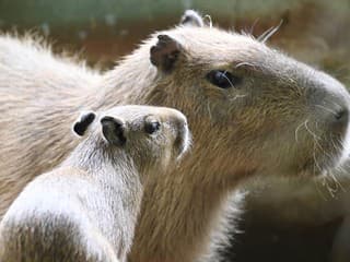 Štedrý deň v bratislavskej zoo: Pre zvieratá je najdôležitejší pokoj a stabilný režim