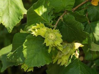 Lieska obyčajná kvitla na Slovensku rekordne skoro, úrodu ovplyvnilo sucho a málo snehu