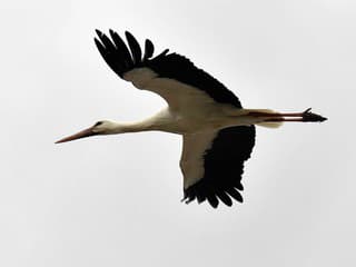 Prvý bocian sa vrátil do Dlhého Klčova: Ornitológovia poznajú 12-ročného samca podľa krúžku