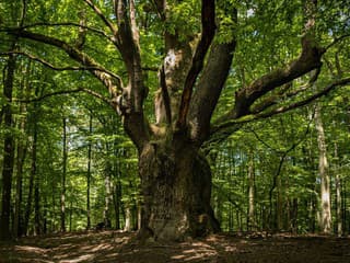 O titul Strom roka 2024 bojuje 12 najzaujímavejších stromov