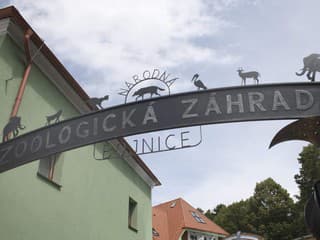 Radosť v bojnickej zoo: Samici pandy červenej sa narodili dve mláďatá, návštevníkov prosia o ohľaduplnosť