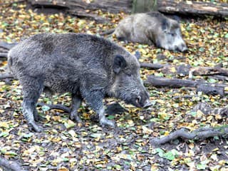 Výskyt diviakov v Kysuckom Lieskovci riešil krízový štáb: Toto sú opatrenia, ktoré prijal!