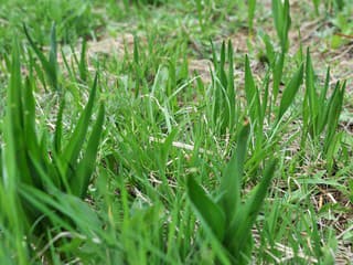 Invázne rastliny ohrozujú vzácne biotopy v Banskej Bystrici, najviac v Laskomerskej doline