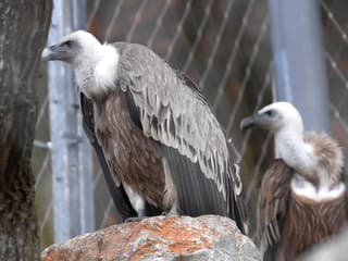 Nezvyčajný úkaz na severe Slovenska: V Tatrách a Orave spozorovali vzácneho supa bielohlavého