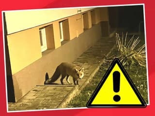 Orálna vakcinácia líšok proti besnote spustená v deviatich krajoch Slovenska – vieme, kde prebieha a čo robiť pri náleze návnady