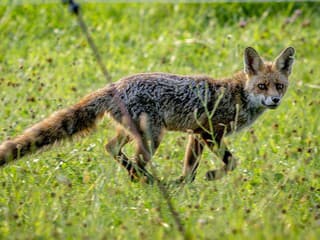 AKTUÁLNE U líšky objavili veterinári besnotu! V TÝCHTO oblastiach dávajte pozor