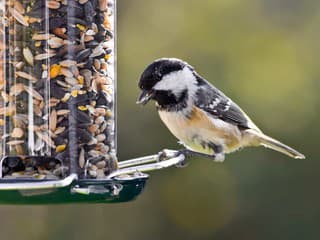 Ako správne prikrmovať vtáky v zime a čomu sa vyhnúť? Rady odborníka