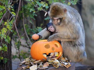 Zvieratám v košickej zoo servírovali potravu v halloweenskych tekviciach