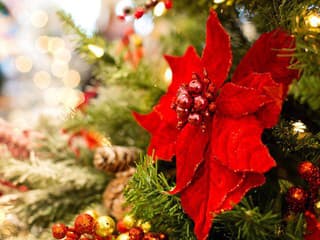 Pozor na vianočné osvetlenie: LED svetlá šetria peniaze aj prírodu, odborníci radia ako ich používať správne