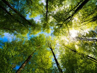 Petrova Ves chce viac zelene: Dobrovoľníci potrebujú podporu na výsadbu 60 stromov