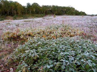 SHMÚ vydal výstrahu: V noci na utorok hrozí na väčšine Slovenska mráz: Ohrozená je vegetácia MAPA