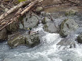 Jarné upratovanie vo Zvolene: Dobrovoľníci vyčistia Sekiersky potok, zapojiť sa môže každý