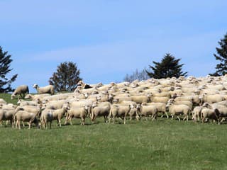 Slávnosti Liptovskej bryndze oslavujú úspech: Chránené označenie pôvodu a ovčiarske tradície v centre Liptova