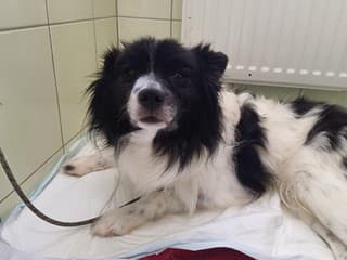 Sloboda zvierat v roku 2025: Prijali tisíce zvierat, domov našli aj týrané psy a mačky