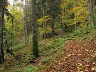 Deň stromu v Topoľčiankach bude venovaný lesom, lesníkom i súťažiam
