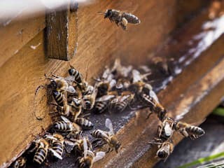 Liptovský Mikuláš chystá prvú mestskú včelnicu: Deti sa budú učiť o včelách priamo v prírode