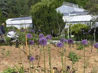 Horúčavy ohrozujú rastliny v košickej botanickej záhrade, pomáha im zadržiavanie dažďovej vody