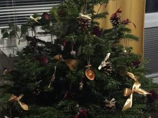 Ekologický vianočný stromček: Odborníci radia, ako ušetriť prírodu aj peniaze doma