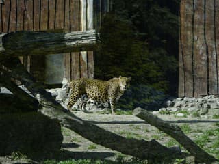 VIDEO Dráma v Hviezdoslavove: Priamo na dvore rodinného domu odchytili exotickú mačkovitú šelmu