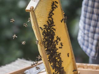 Mestské včely v Dubnici nad Váhom prekvapili úrodou: Vyprodukovali vyše 30 kg medu pre školy