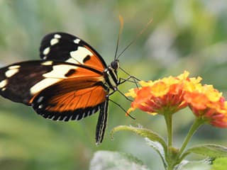 Botanickú záhradu opäť spestrujú lietajúce exotické motýle