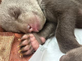 Osirelé medvieďatá v bojnickej zoo rastú, priberajú a majú šancu na nový život