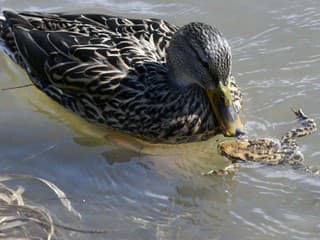 Sčítanie vtáctva na Hornáde: Prekvapivo najviac kačíc divých, ochranári zverejnili čísla