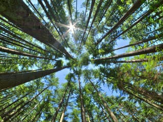 Na Slovensku pribudne na jar 17 nových zelených lokalít vďaka výsadbe stromov