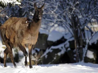 Bojnice sprísňujú pravidlá: Pyrotechnika pri zámku a ZOO prísne zakázaná, hrozia pokuty