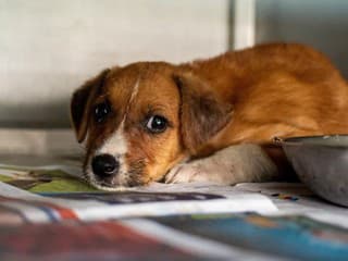 Dobrovoľníci v Hriňovej pripravujú odchytené psy na Silvester, vyzývajú na zvýšenú opatrnosť