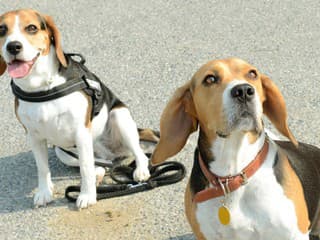 Psí terapeuti vo zvolenskej nemocnici: Canisterapia pomáha pacientom aj personálu už štyri roky