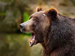 MIMORIADNE Útok medveďa v meste: Mladý muž je ranený, po šelme pátrajú. Mrazivé detaily