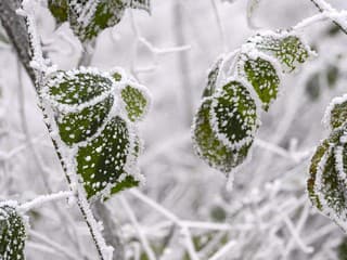 SHMÚ vydal výstrahu: V noci hrozí prízemný mráz vo viacerých okresoch Slovenska – ohrozená vegetácia